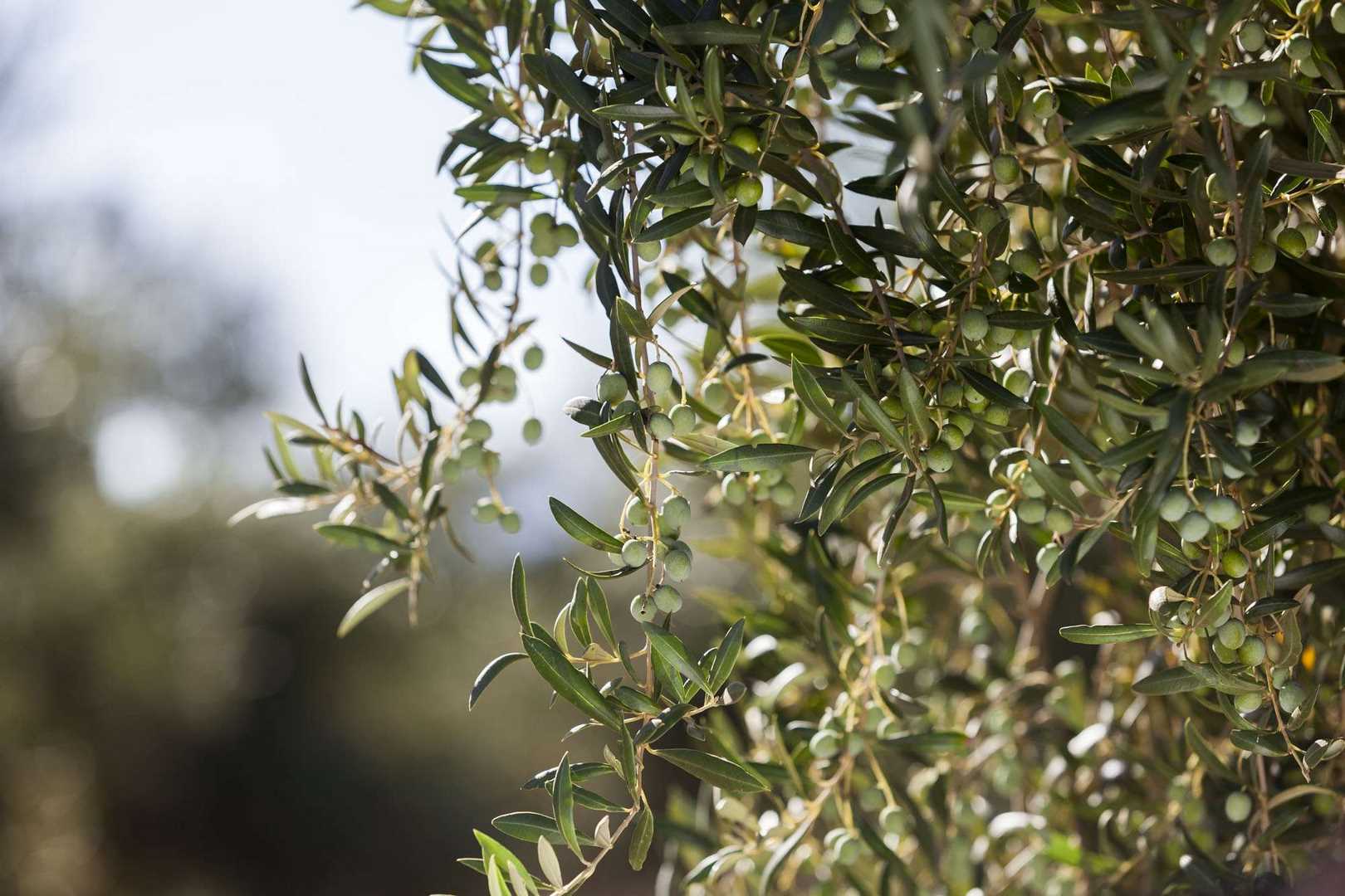 botella aceite